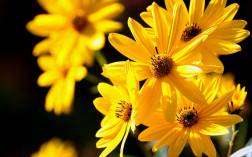 yellow_daisy_flowers-wide